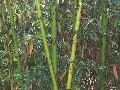 Bory Black Bamboo / Phyllostachys nigra 